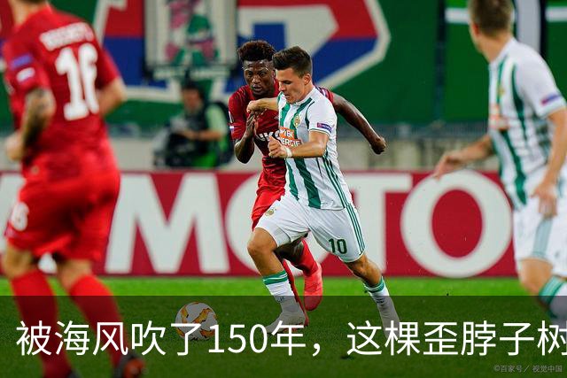 被海风吹了150年，这棵歪脖子树拿下了英国年度树王